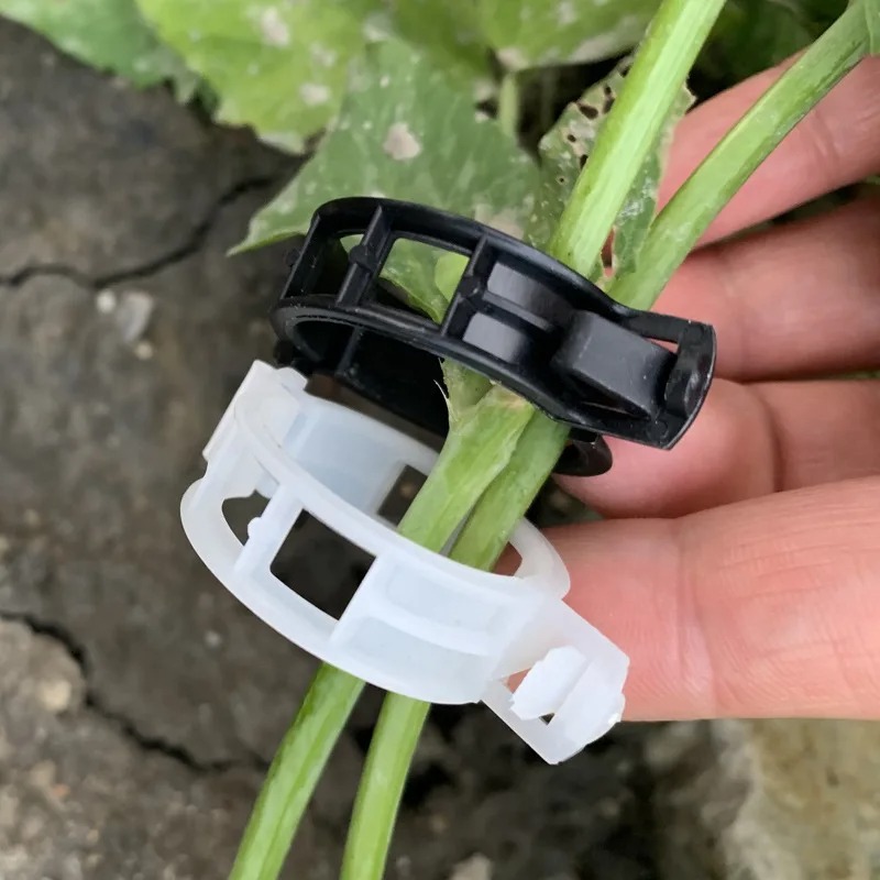 Reusable Plastic Plant Support - Vine Climbing Plastic avis et prix