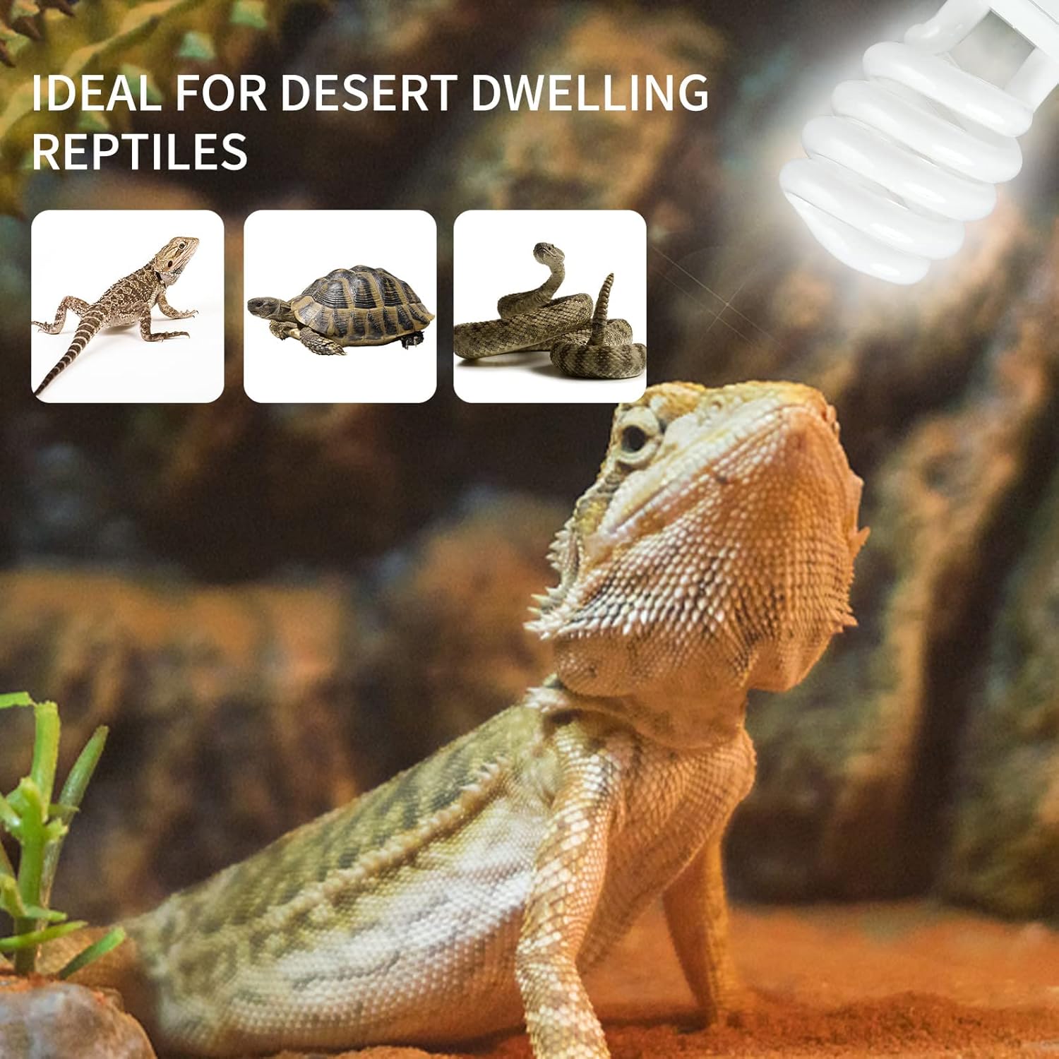 UVB 5.0 10.0 Reptile Heating L - Calcium Powder Reptile avis et prix