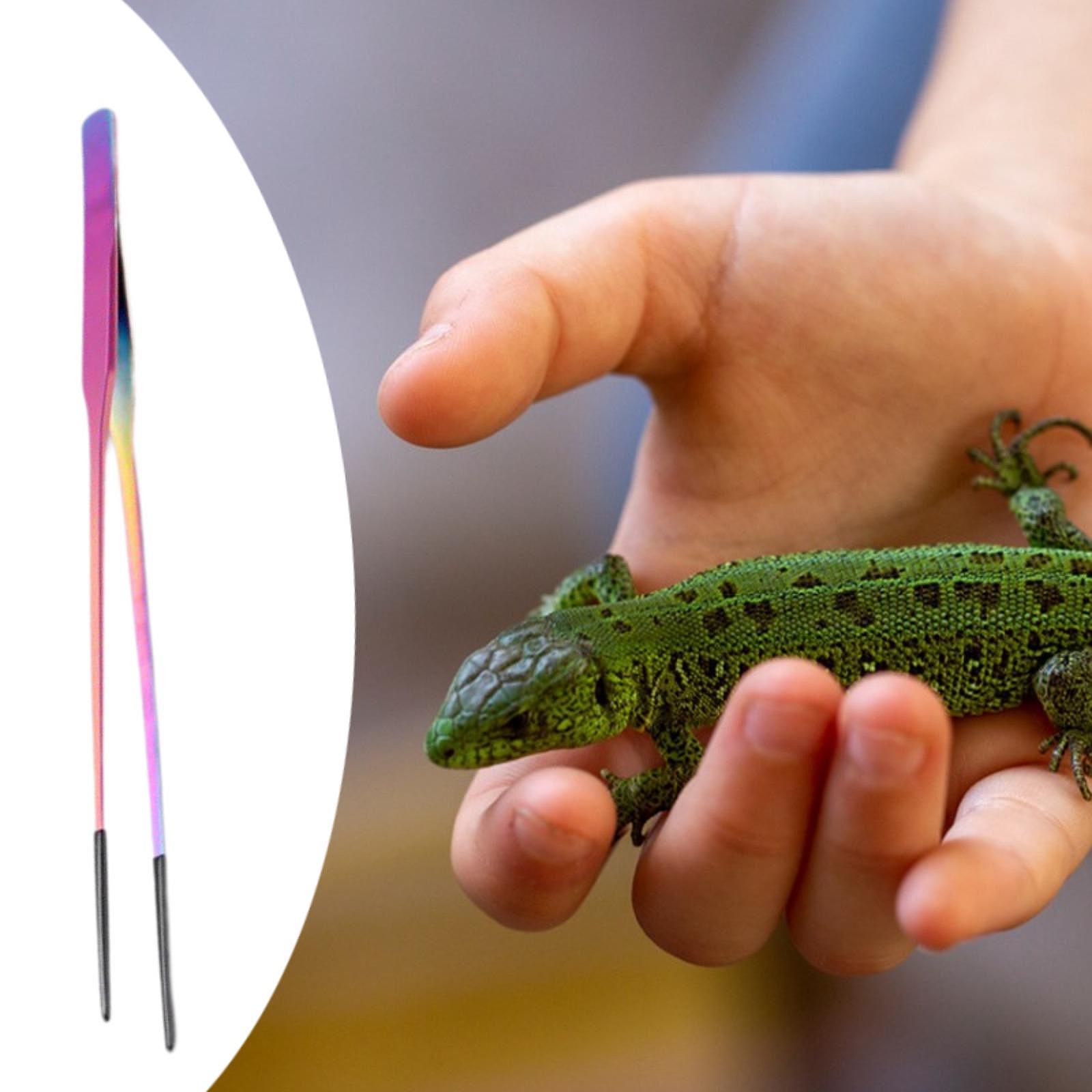 Terrarium Reptile Feeder Tongs - Feeding Tong Stainless avis et prix