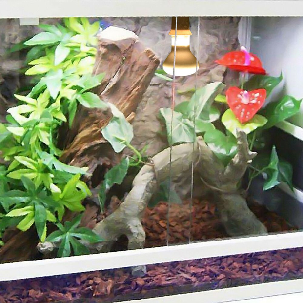Lizard Temperature Controller  - Basking Bulb Halogen avis et prix