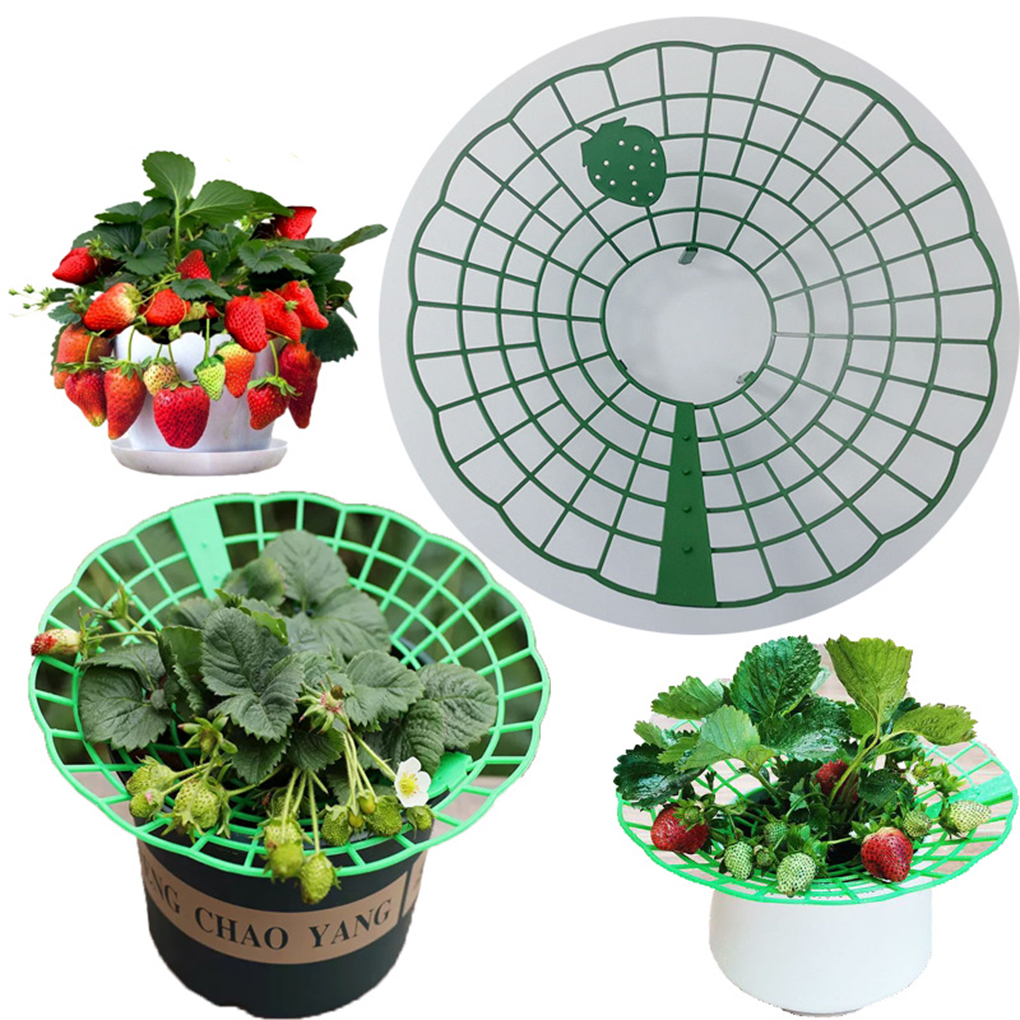 20PCS Strawberry Stand Green C - Vine Climbing Plastic avis et prix