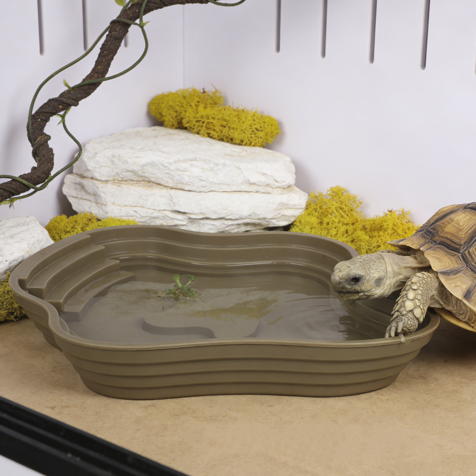Large Turtle Reptile Bathing P - Water Dish Reptile avis et prix