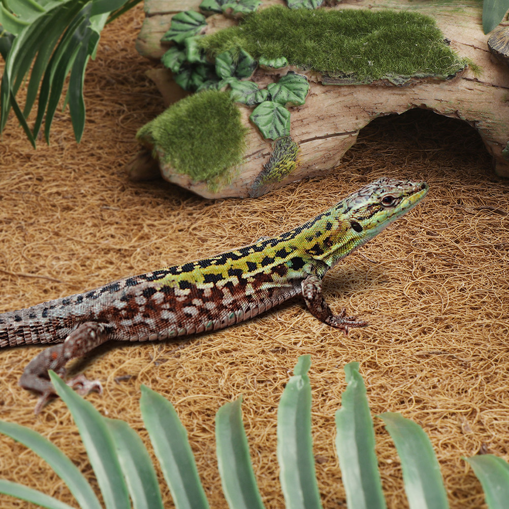 Reptile Terrarium Bedding Subs - Substrate Coconut Fiber avis et prix