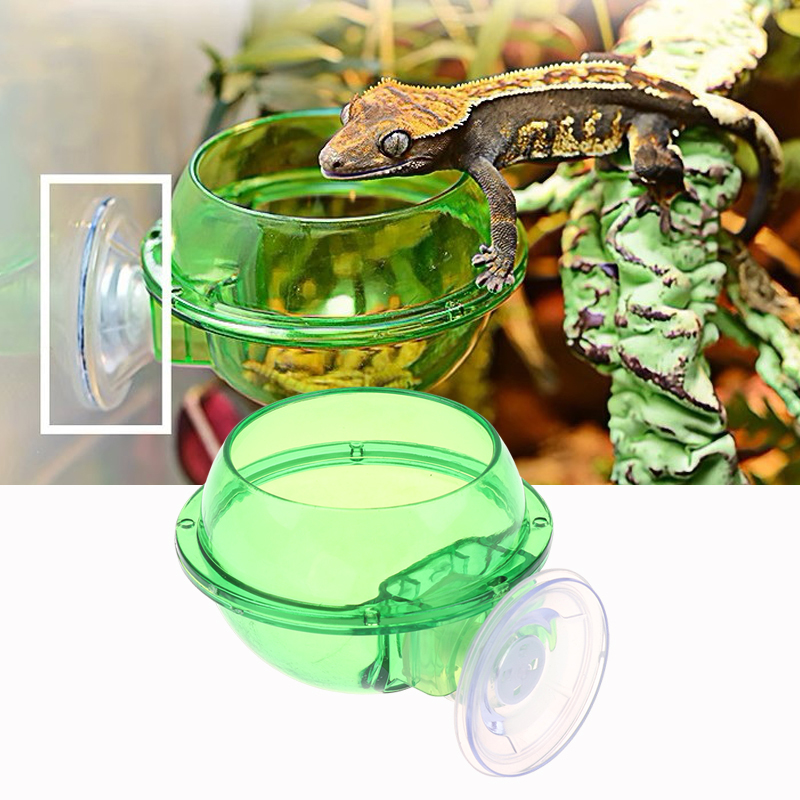 HOT! Arboreal Reptile Live Ant - Water Dish Reptile avis et prix
