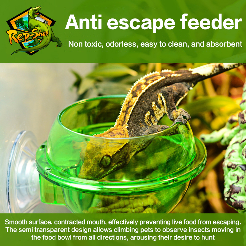 HOT! Arboreal Reptile Live Ant - Water Dish Reptile avis et prix