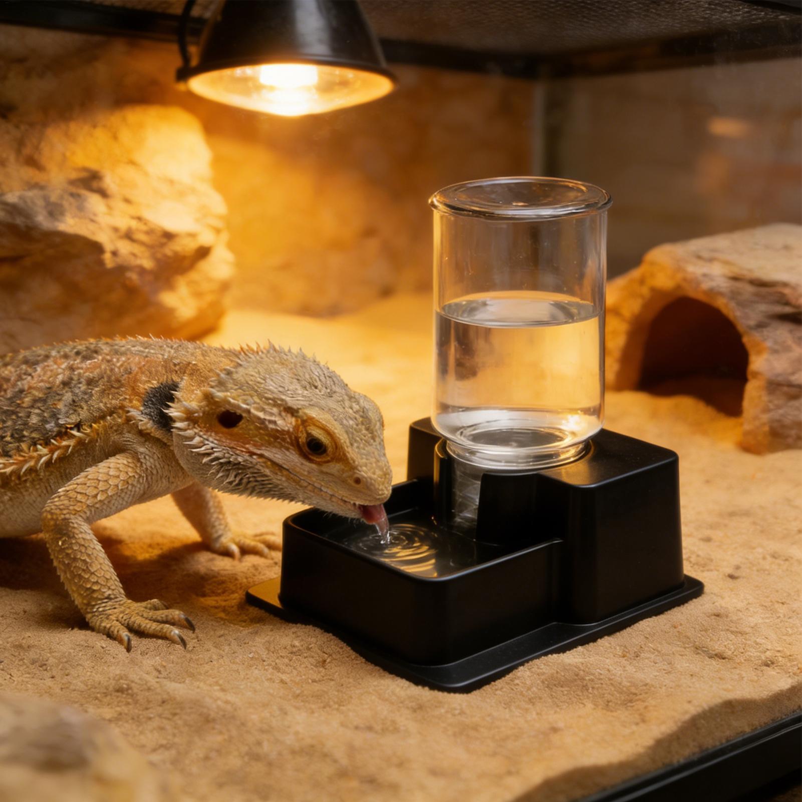 Bearded Dragon Water Fountain  - Water Dish Reptile avis et prix