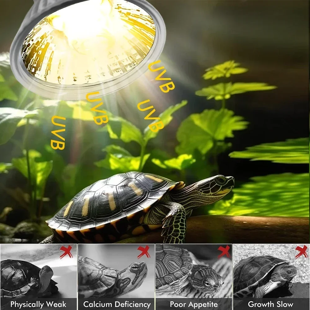 75/50/25W Tortoise Lizard Bask - Calcium Powder Reptile avis et prix