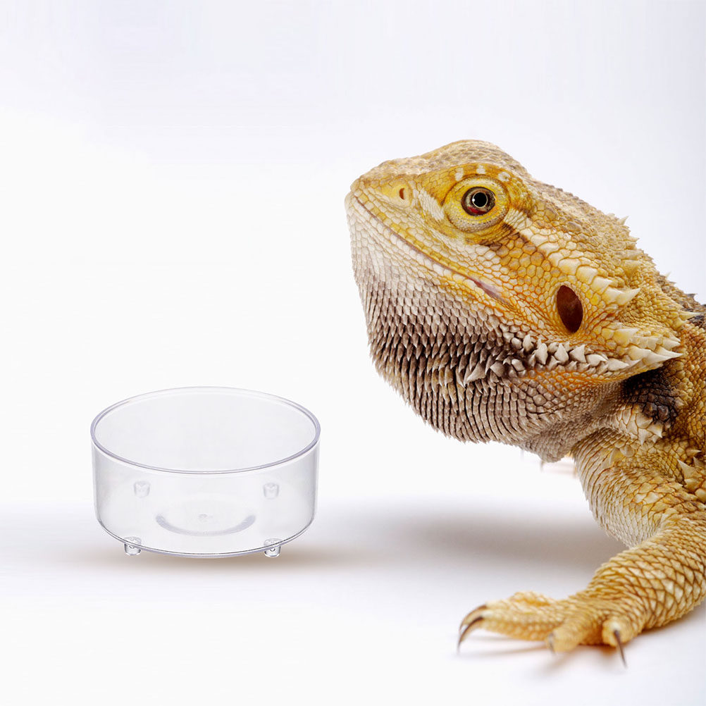 10Pcs Acrylic Reptile Food Dis - Water Dish Reptile avis et prix