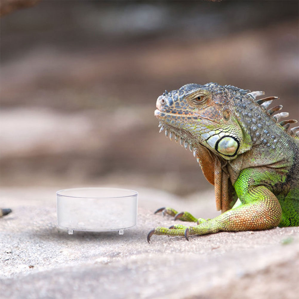 10Pcs Acrylic Reptile Food Dis - Water Dish Reptile avis et prix