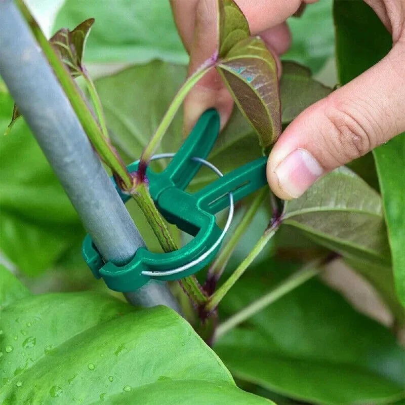 50 Reusable Plant Fixed Clips, - Vine Climbing Plastic avis et prix