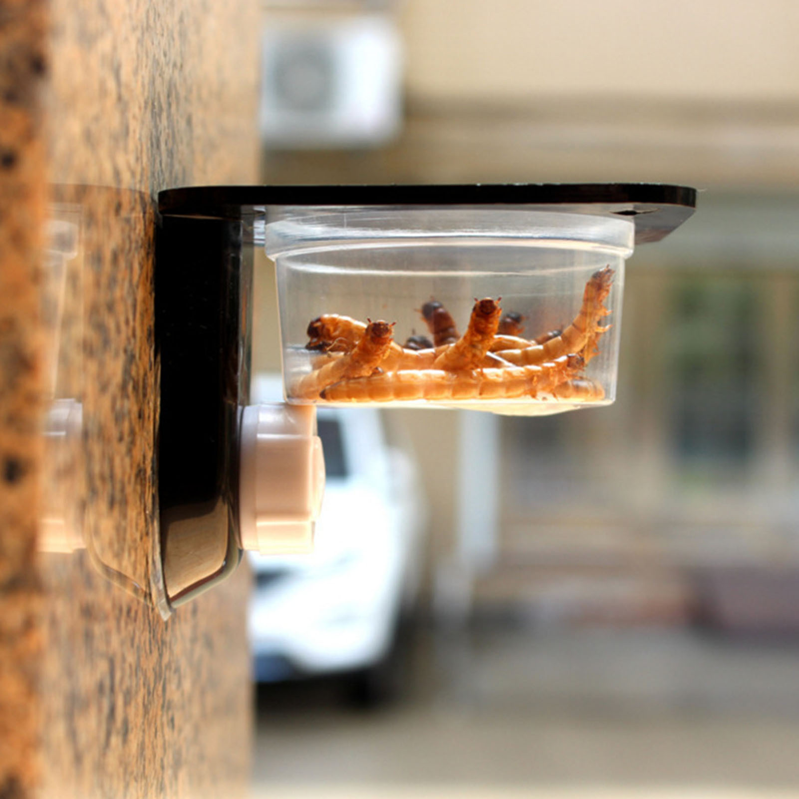Crested Gecko Feeding Ledge Re - Water Dish Reptile avis et prix