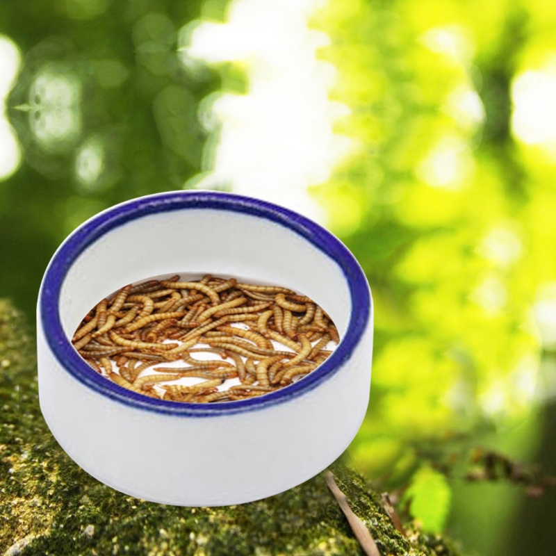 Reptile Bowl Spider Water Dish - Water Dish Reptile avis et prix